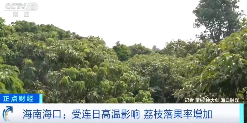 开云体育下载APP-大范围持续性高温天气，局地达到40℃以上，海南：热到荔枝都自闭了